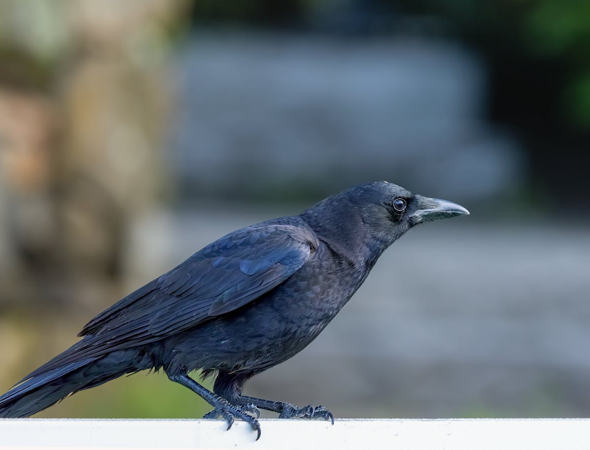 10 Birds With Black Bodies 